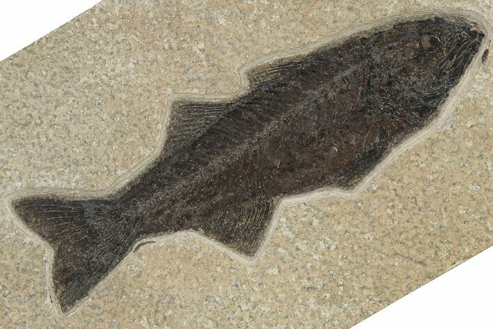 Uncommon Fish Fossil (Mioplosus) - Wyoming #222860